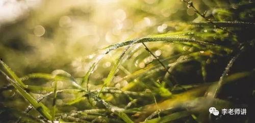 青青国产草视频,青涩情感演绎  第2张